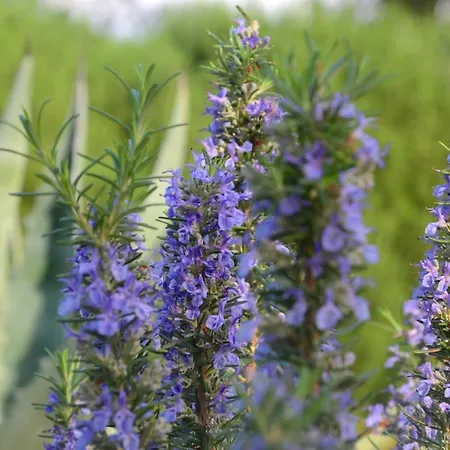 2913b Lägenhet Postira