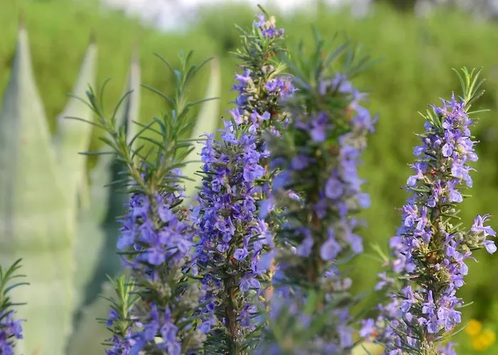 2913b Apartamento Postira